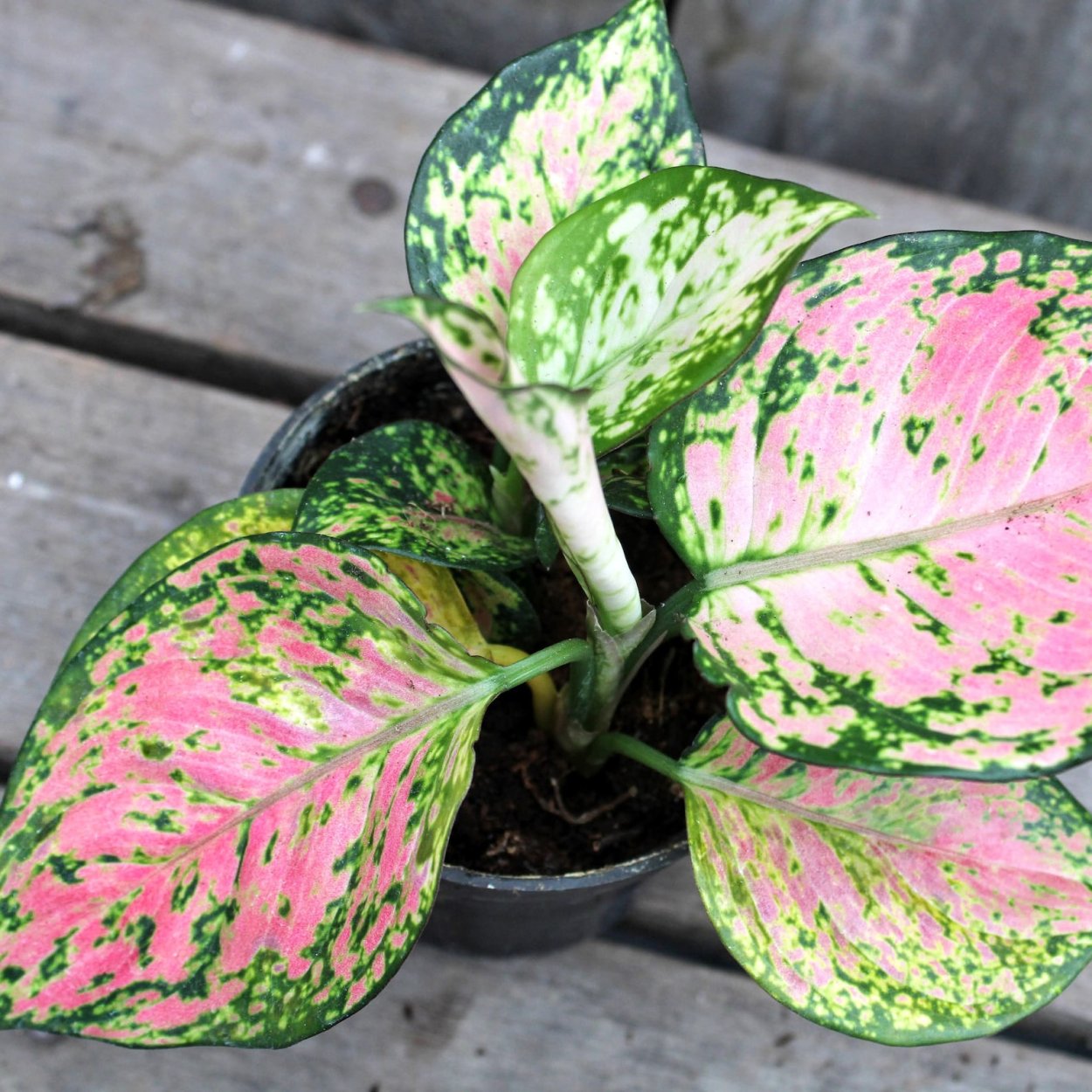 Аглаонема crispum