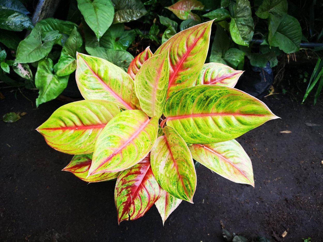 Аглаонема Венус Сиам