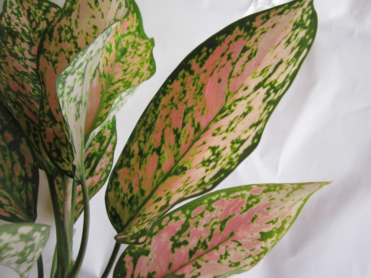 Аглаонема Кордилина