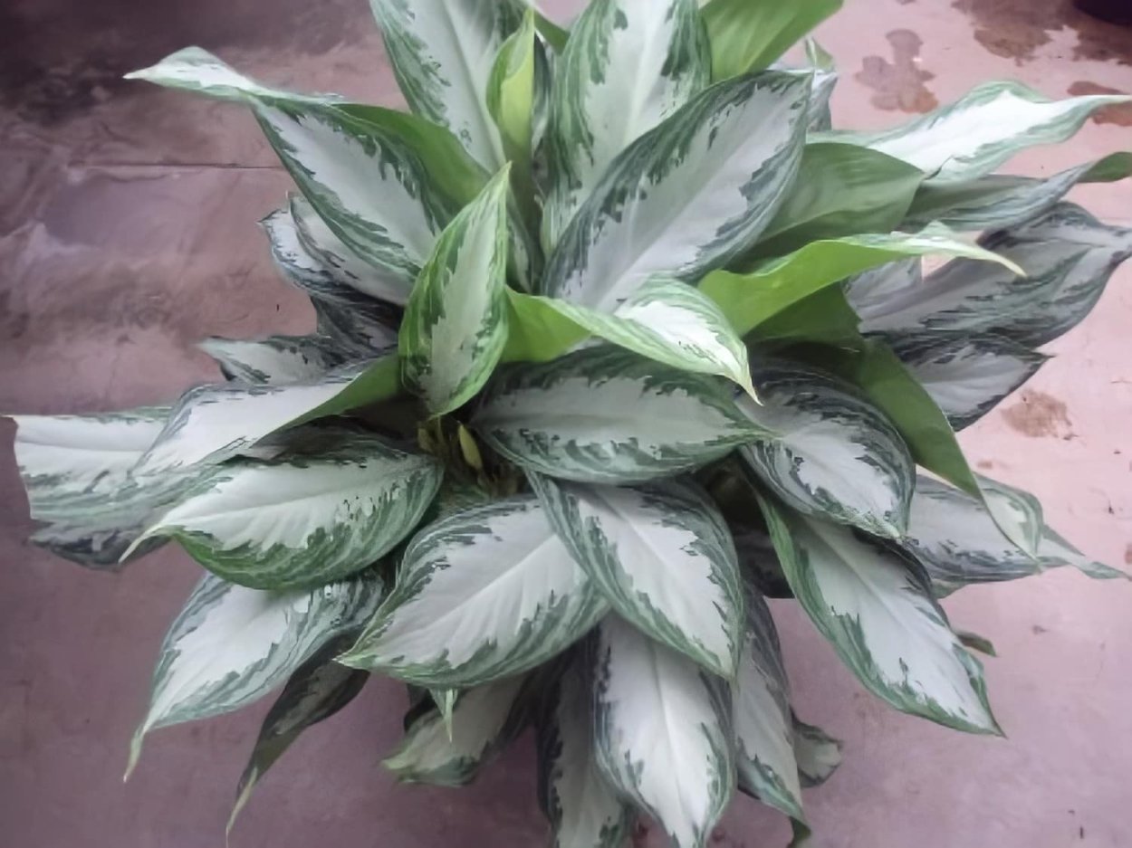 Аглаонема Пинк Стар