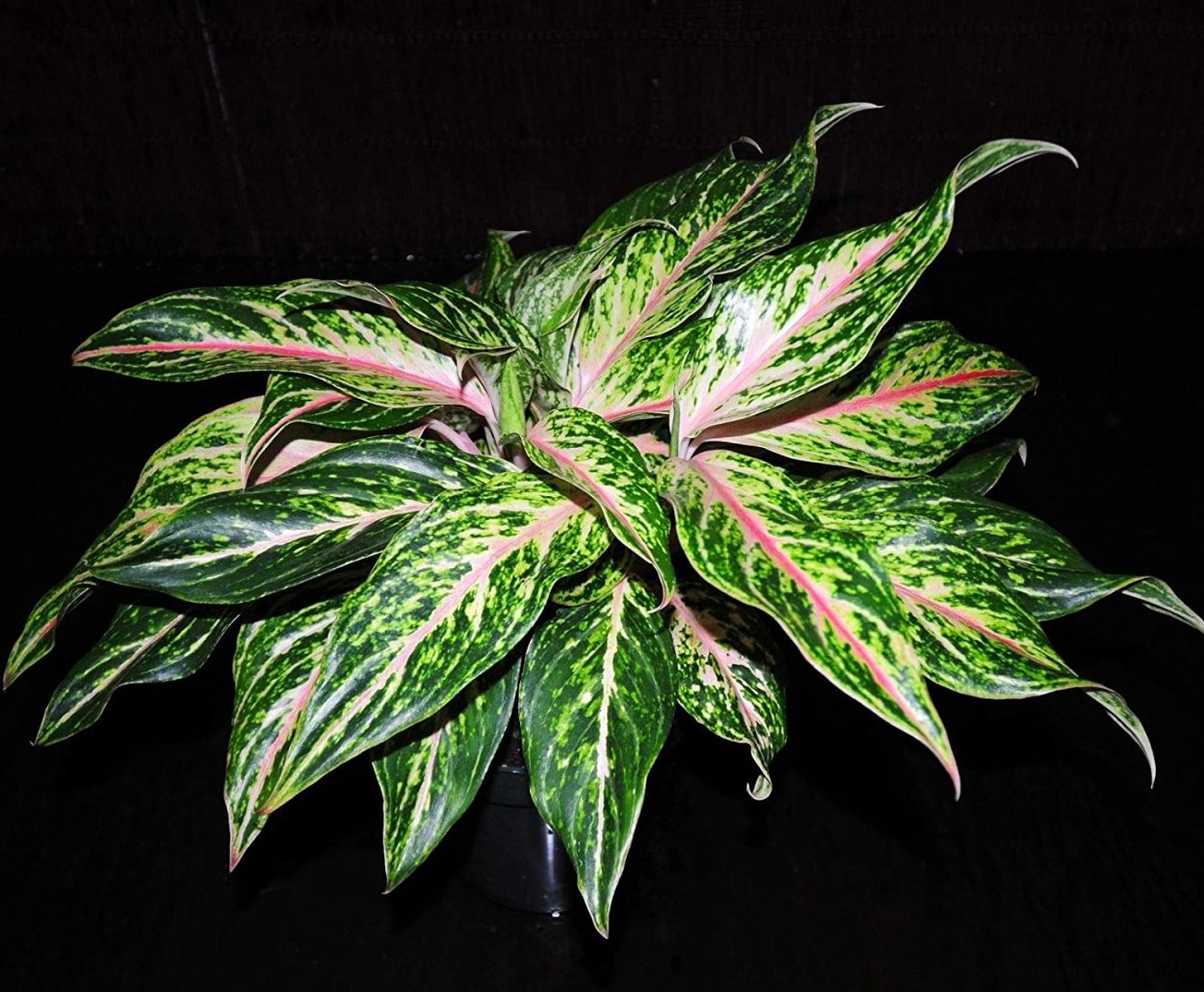 Аглаонема Сильвер Кинг