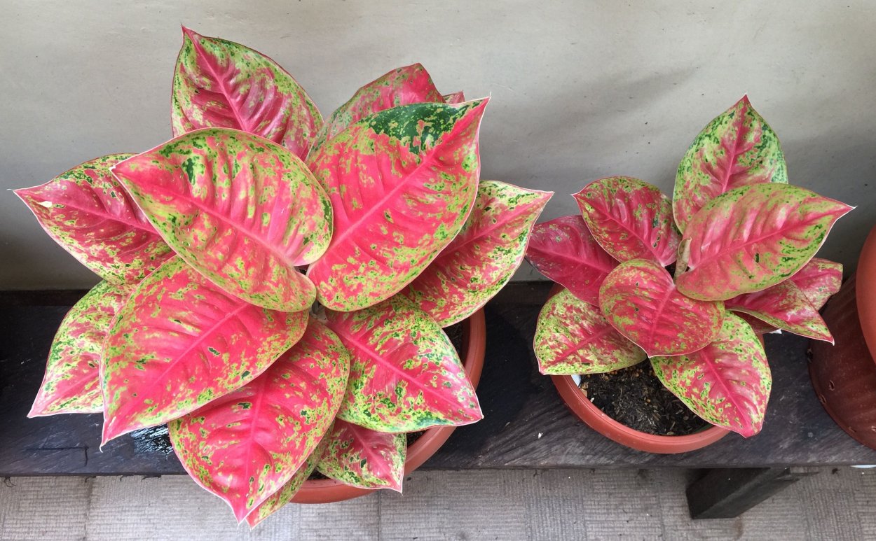 Аглаонема хот Пинк