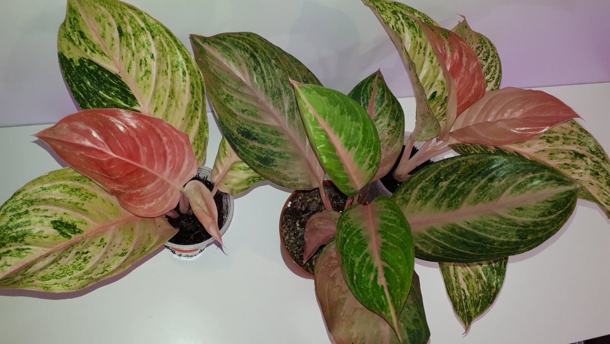 Аглаонема Леон