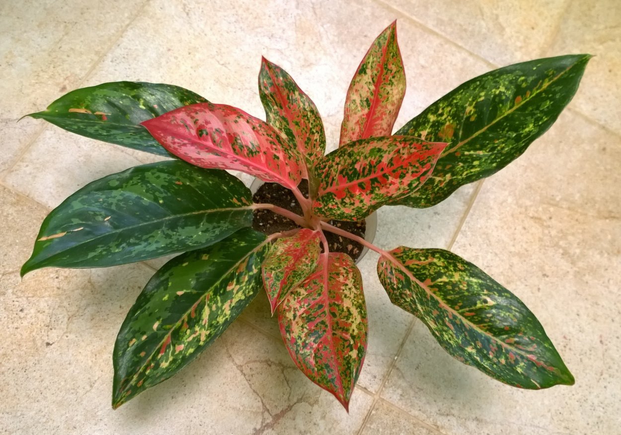 Аглаонема люмене