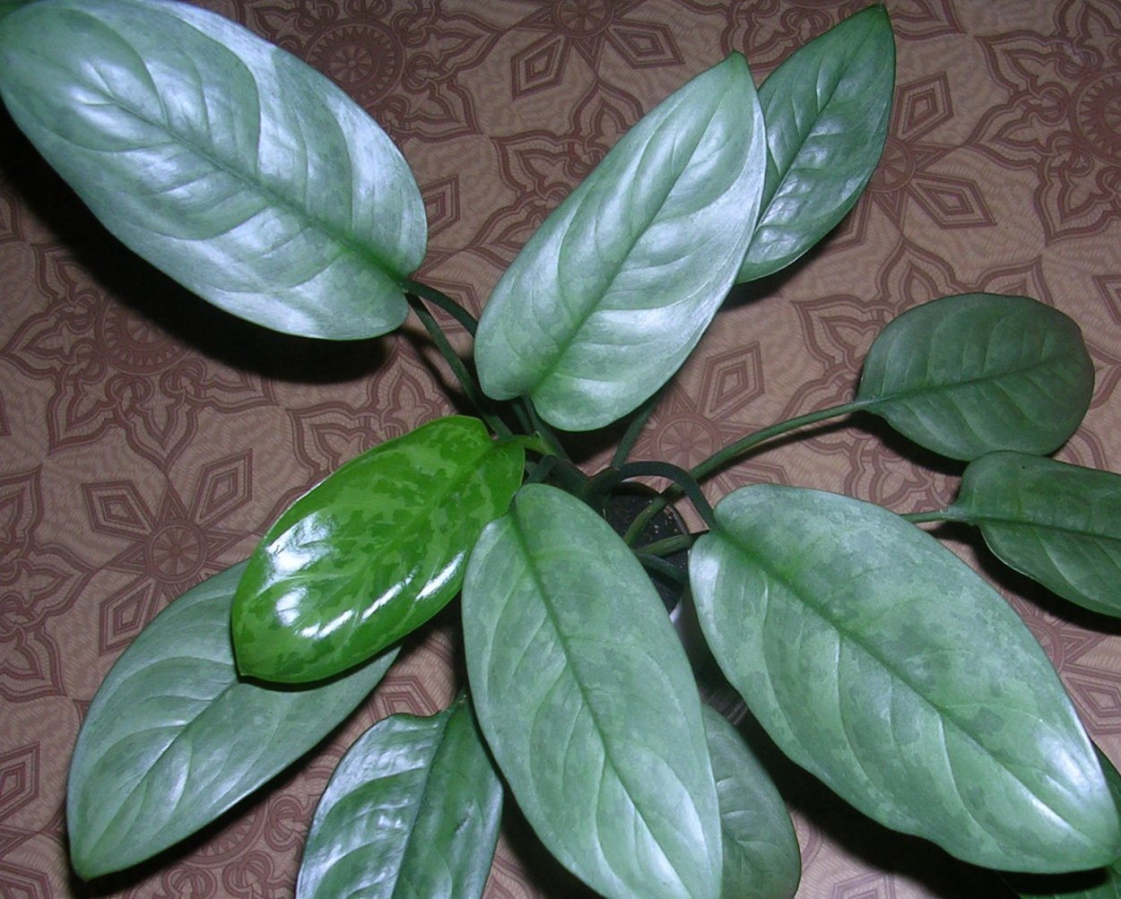 Аглаонема Люмина