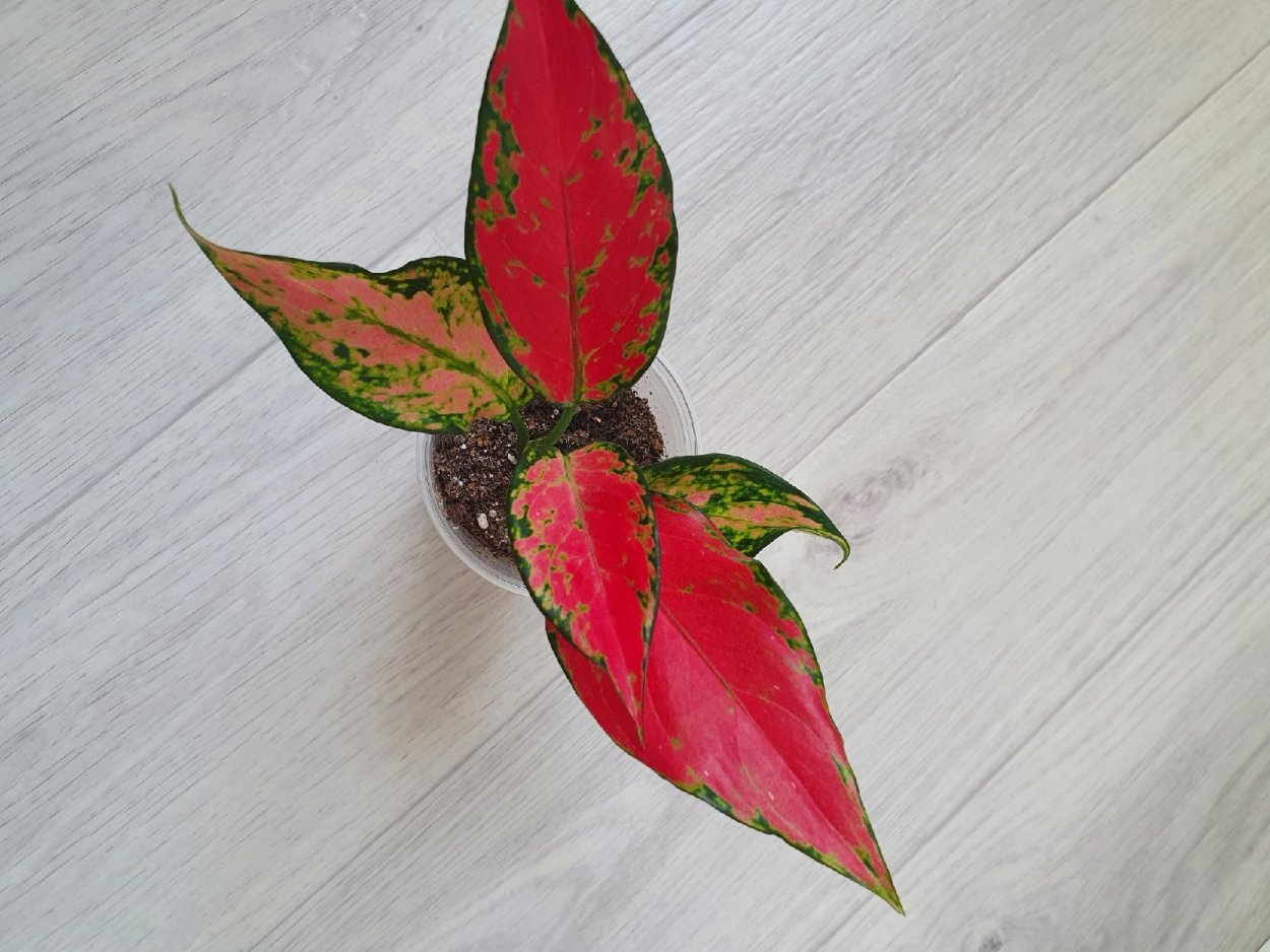 Chinese Evergreen