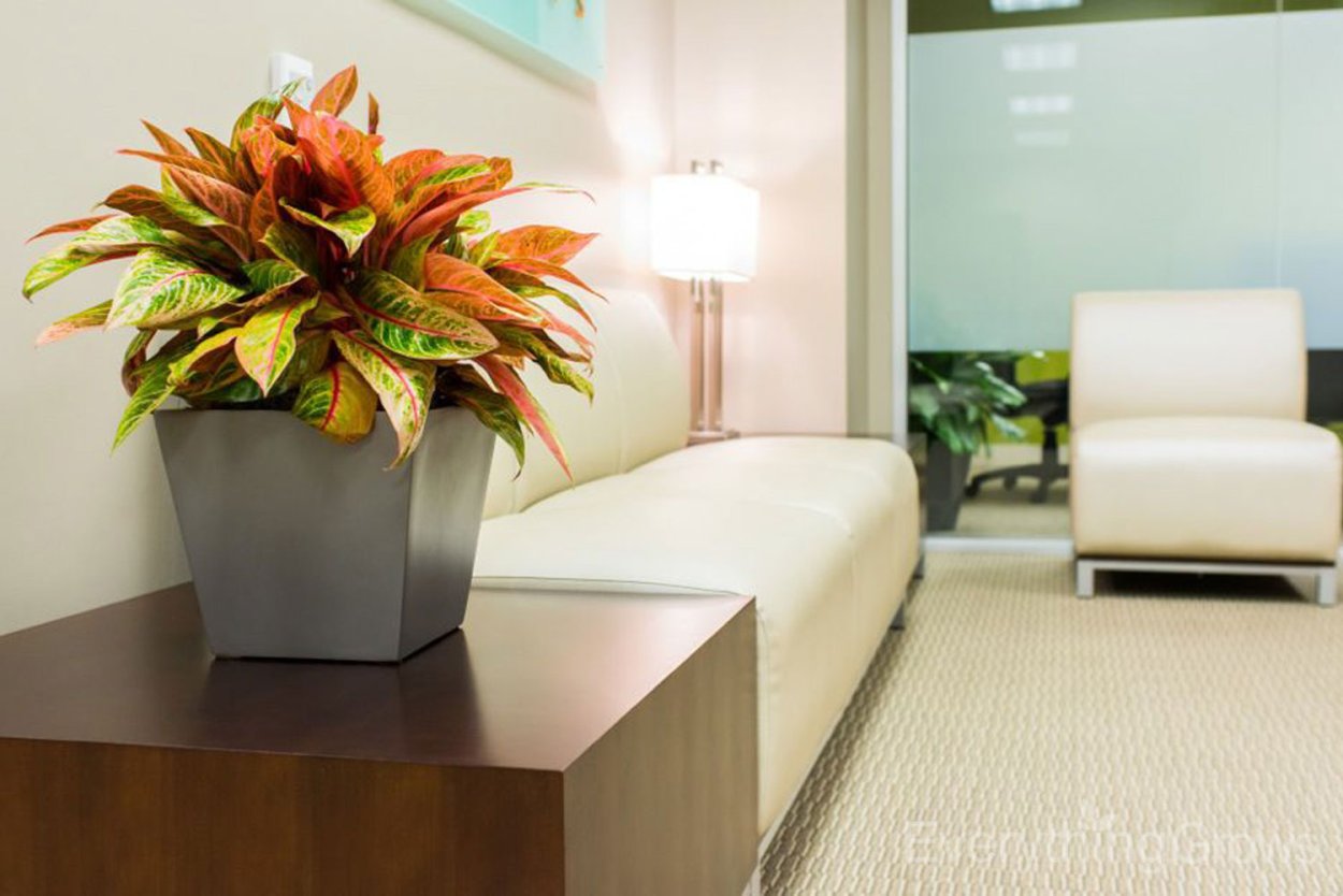 Аглаонема маранта