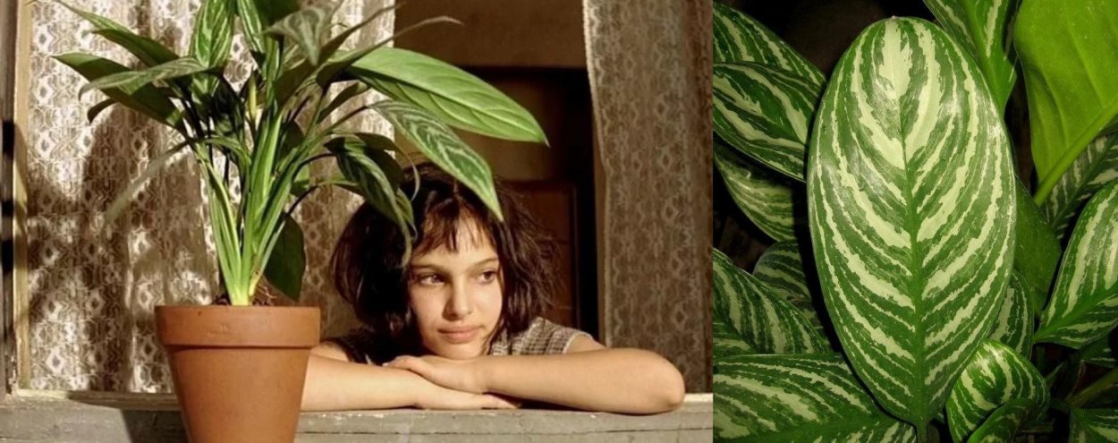 Аглаонема Chinese Evergreen