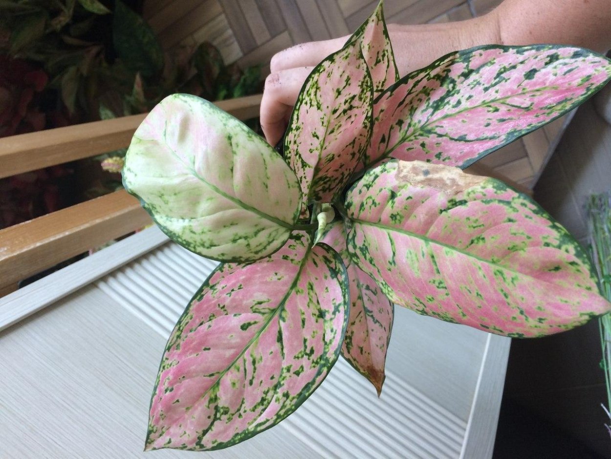 Аглаонема Pink