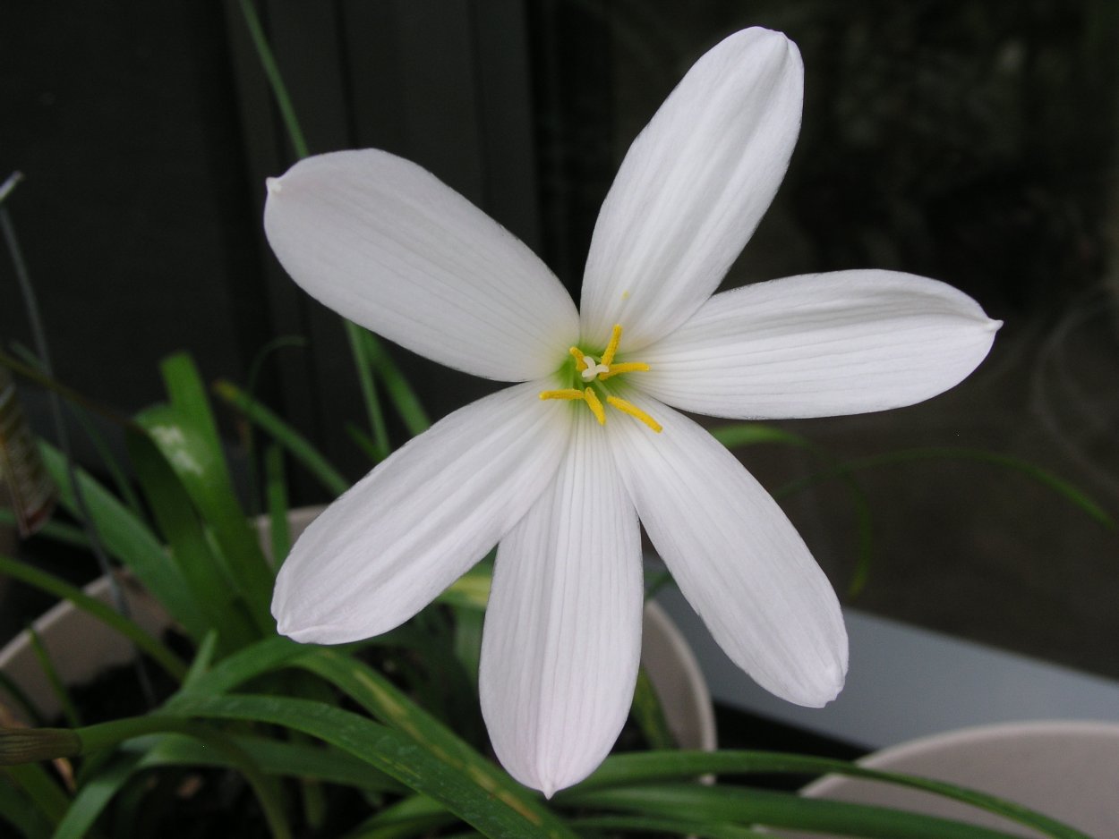 Цветок зефирантес