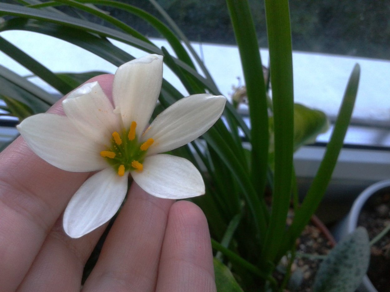 Зефирантес выскочка