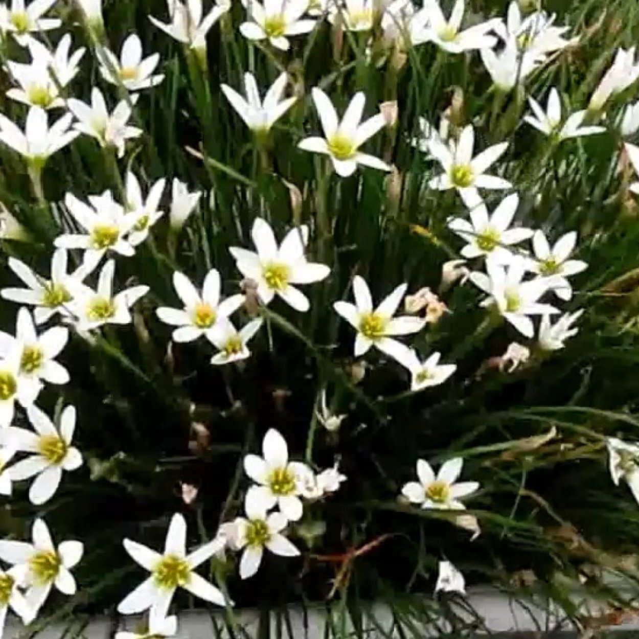 Горшок для зефирантес комнатный