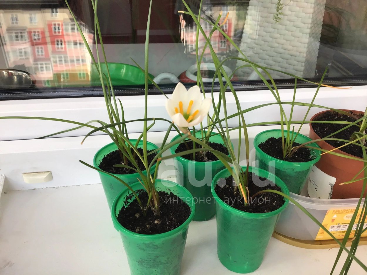 Зефирантес кандида