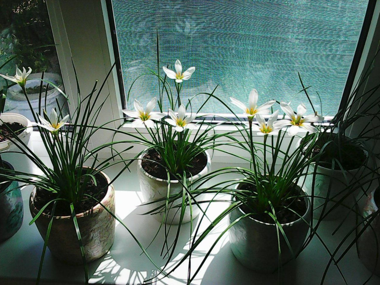 Зефирантес Росток