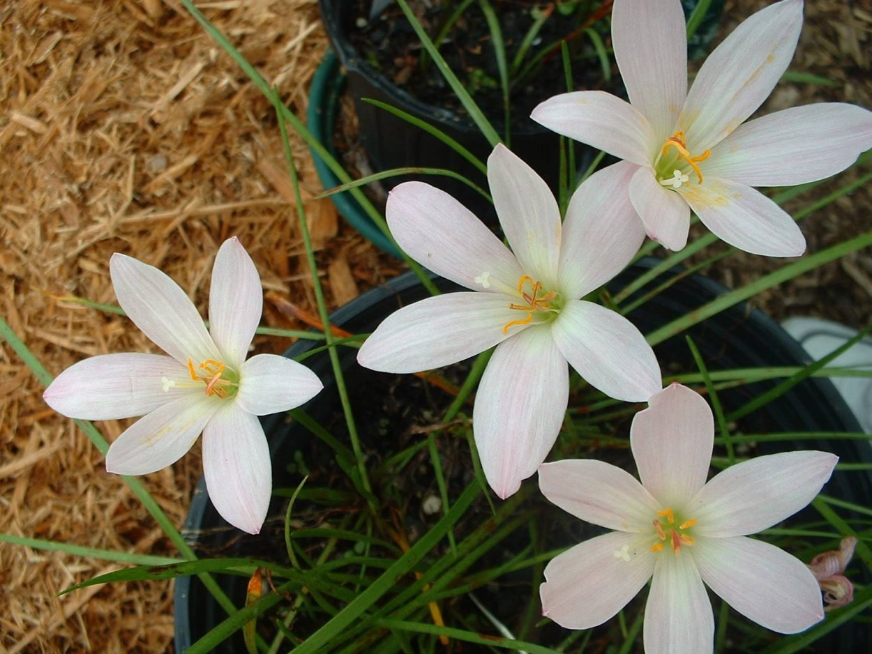 Зефирантес выскочка