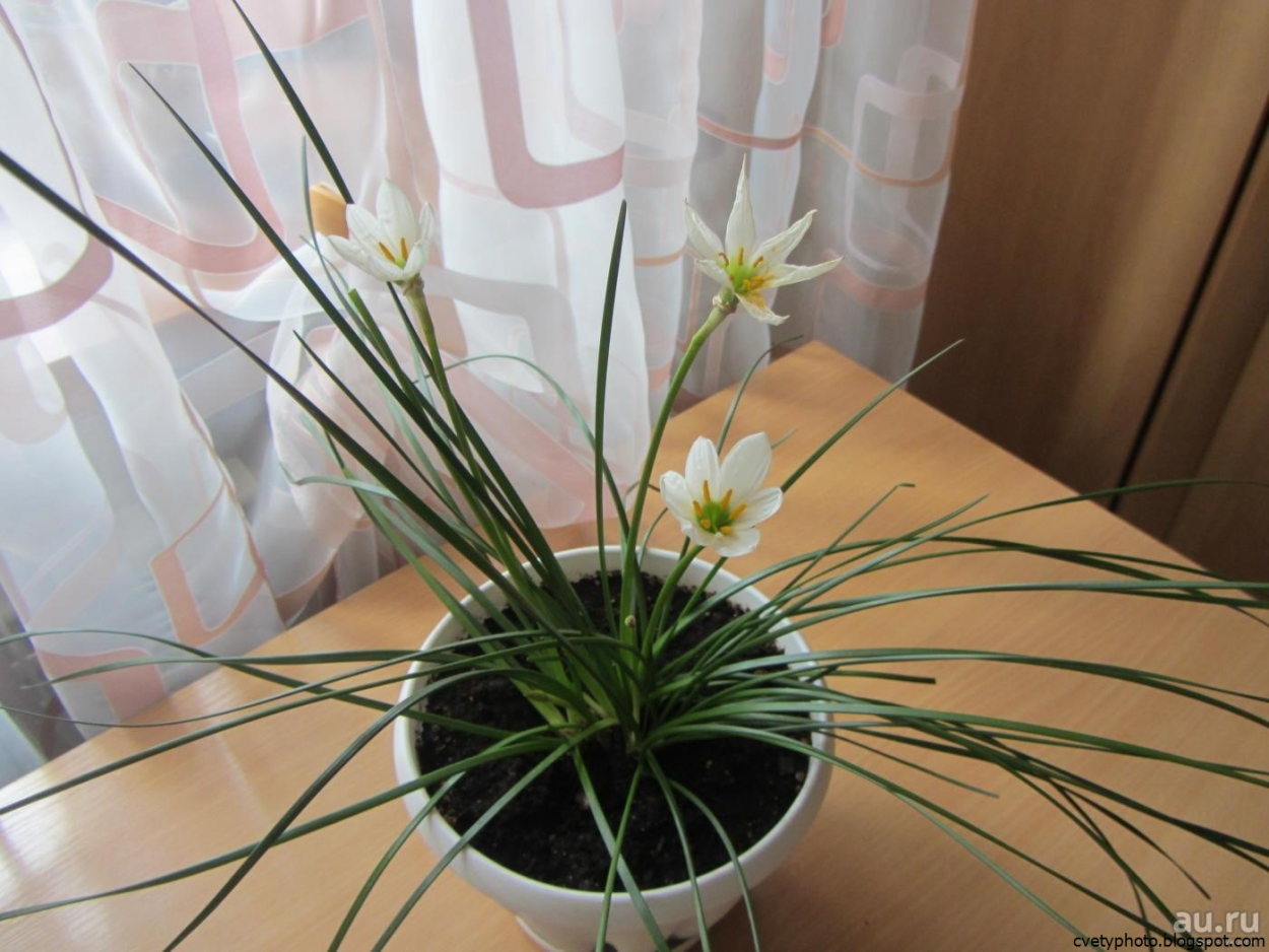 Зефирантес белоснежный