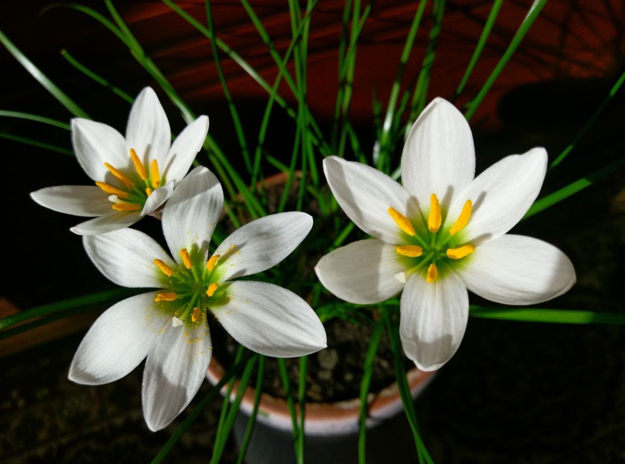 Зефирантес выскочка