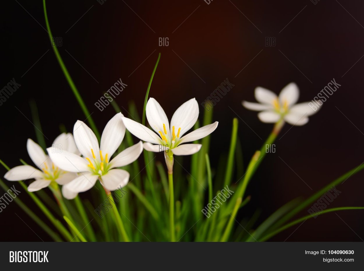 Зефирантес выскочка