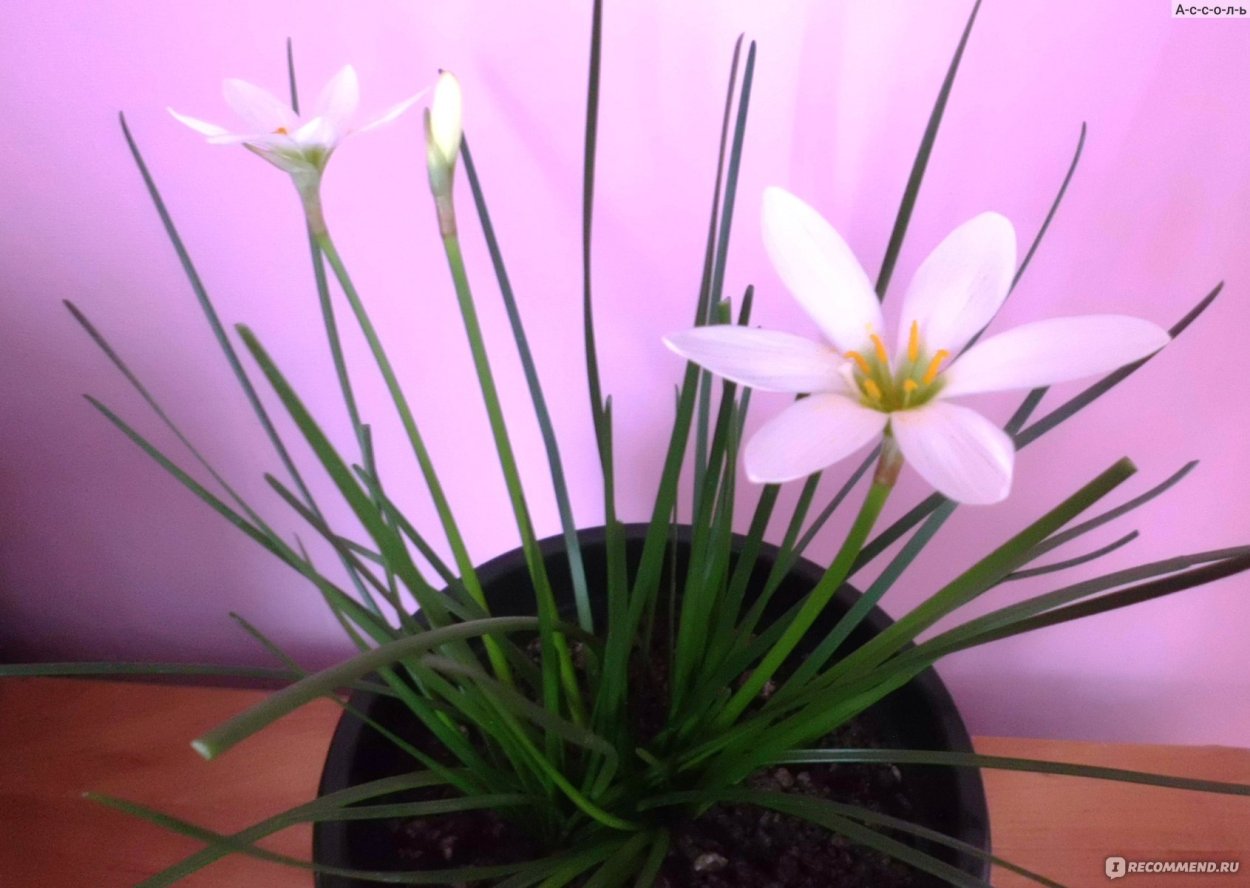 Зефирантес атамасский