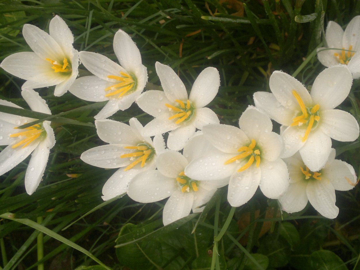 Зефирантес белый комнатный цветок