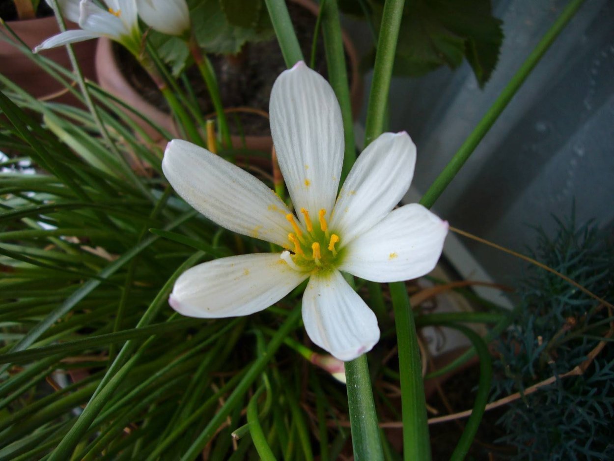 Зефирантес выскочка желтый