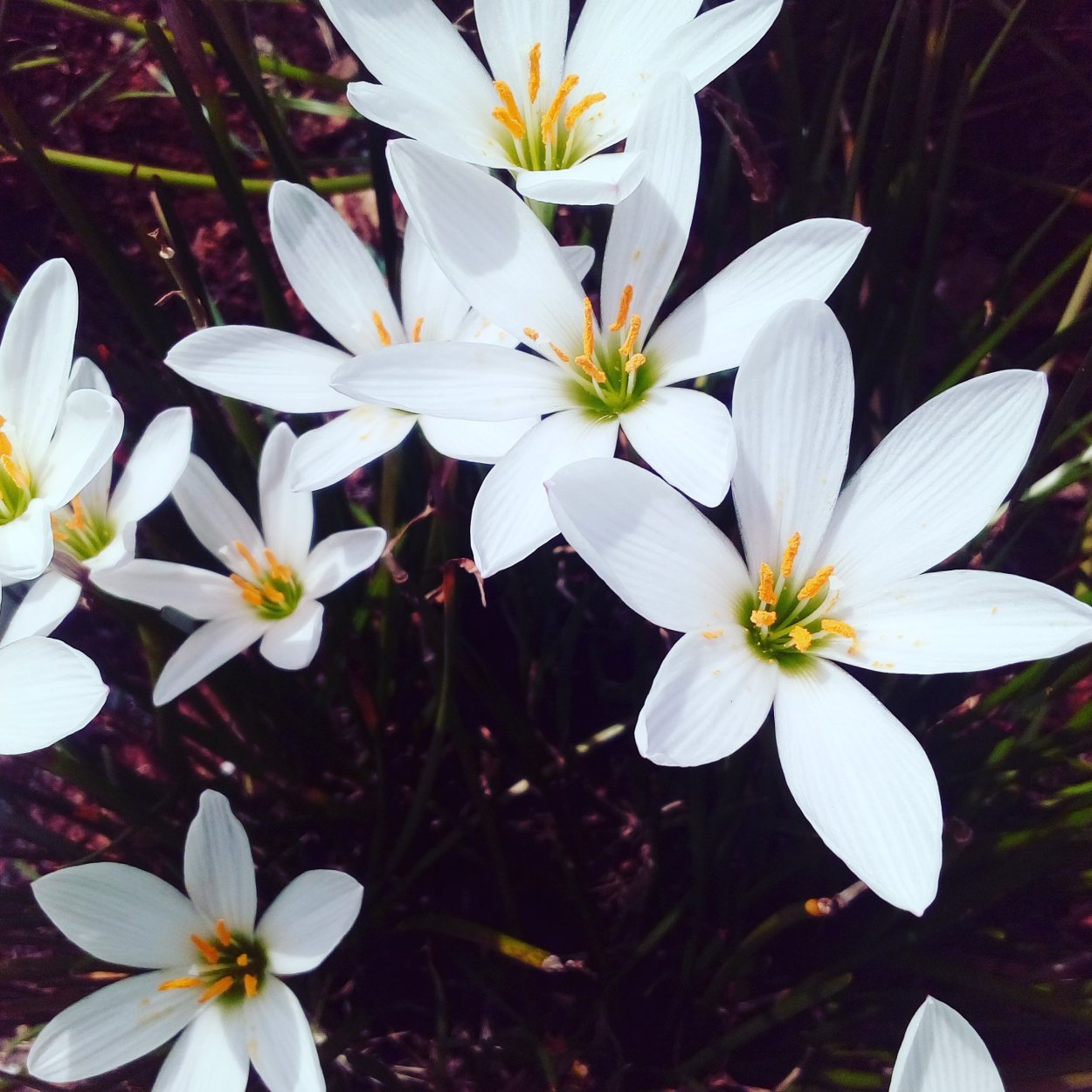 Grandiflora зефирантес