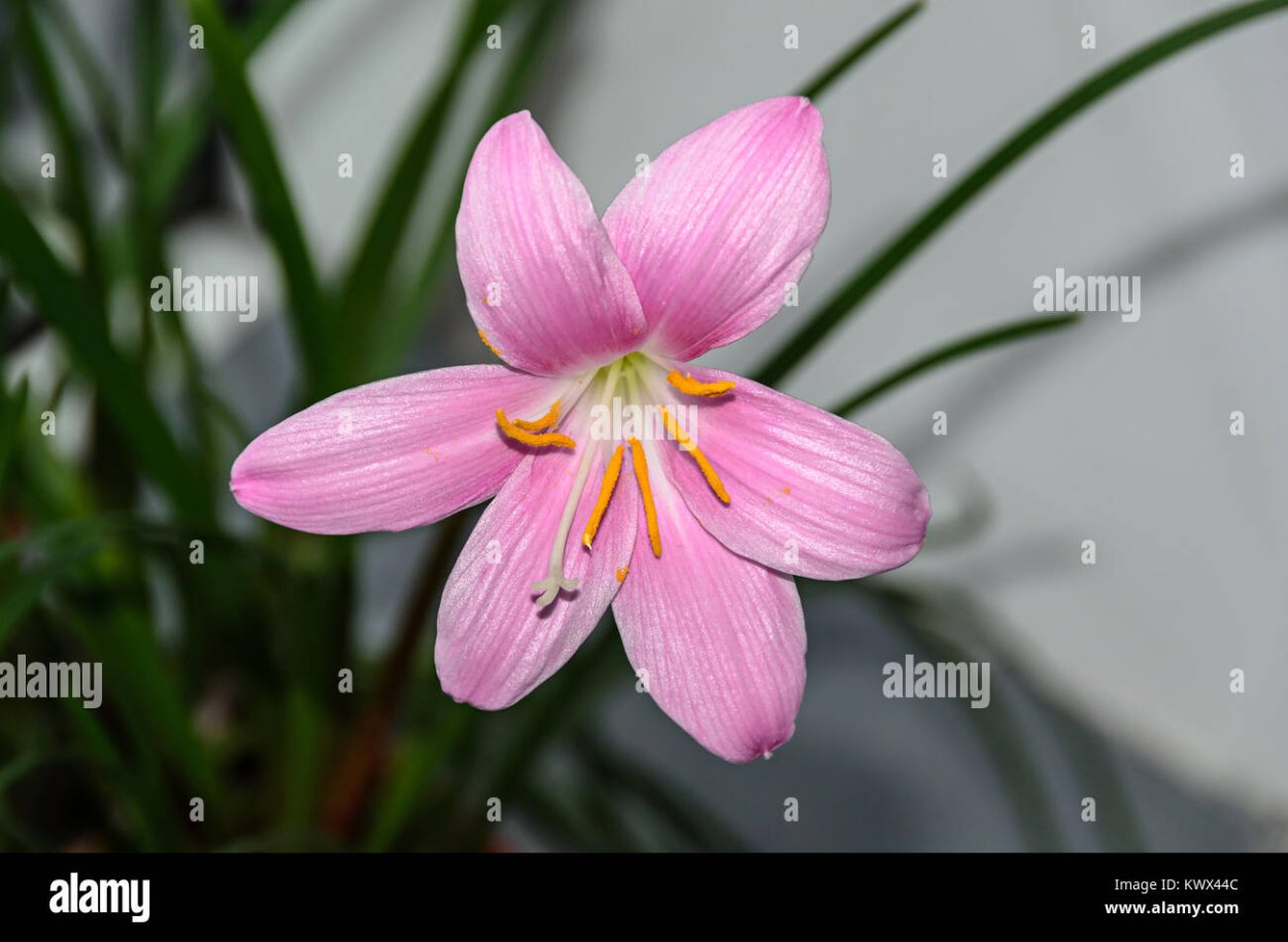 Зефирантес размножение