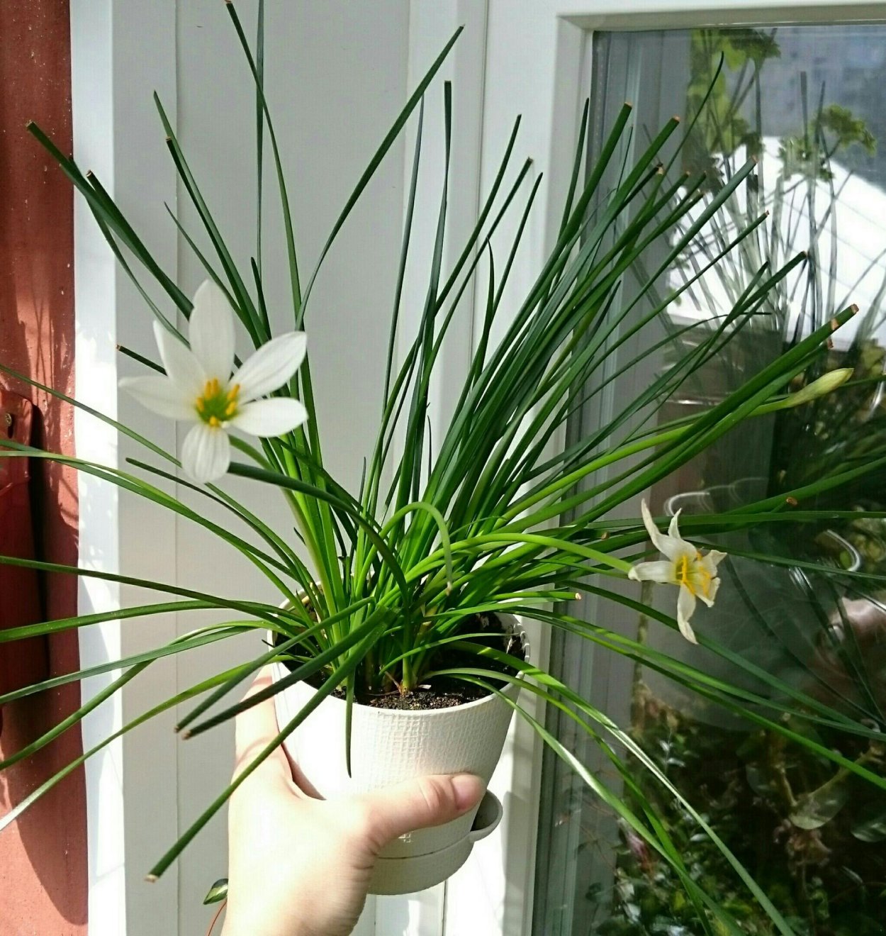 Выскочка цветок в саду