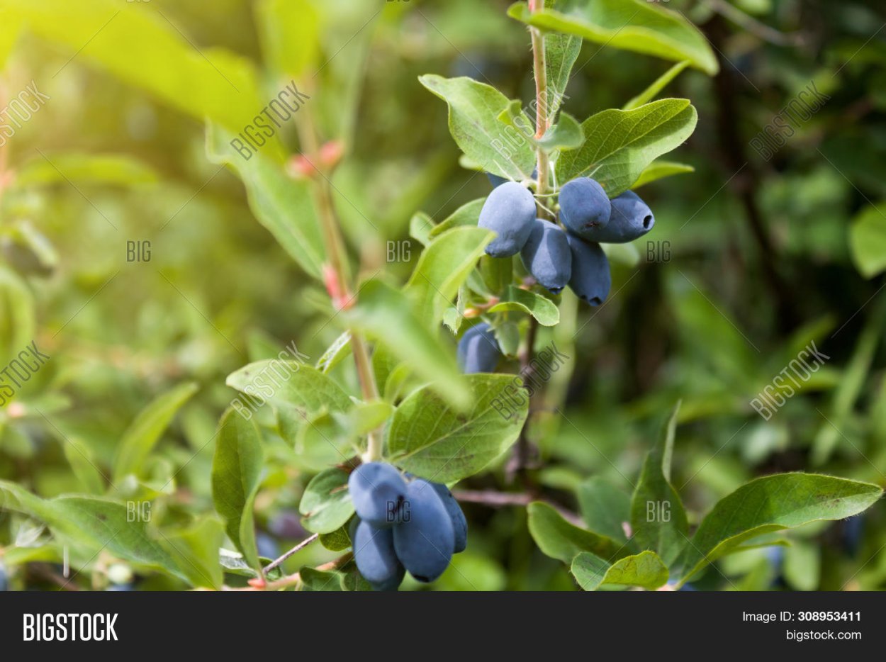Huckleberries