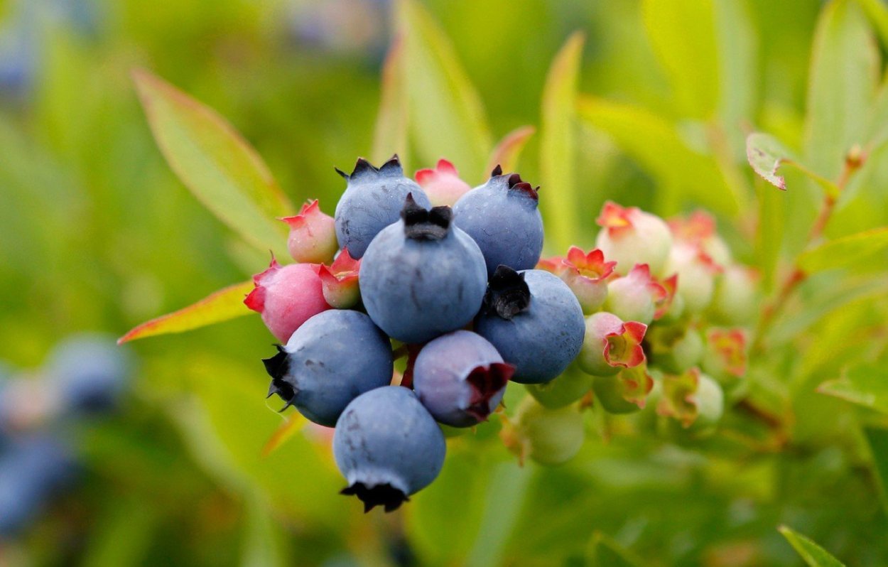 Blueberry Bush