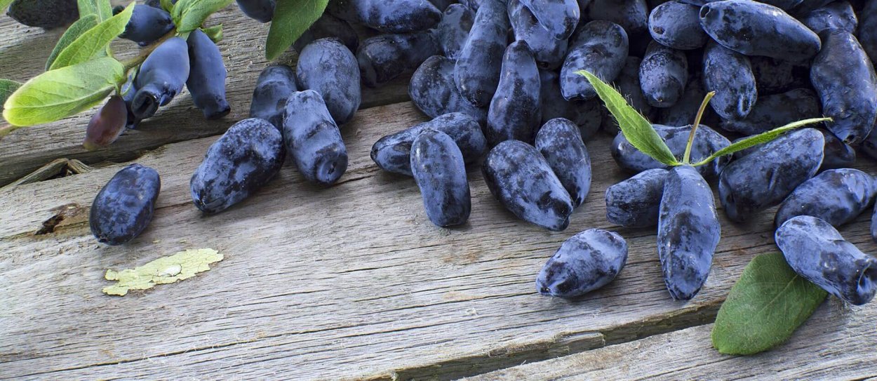 Ягода похожая на голубику