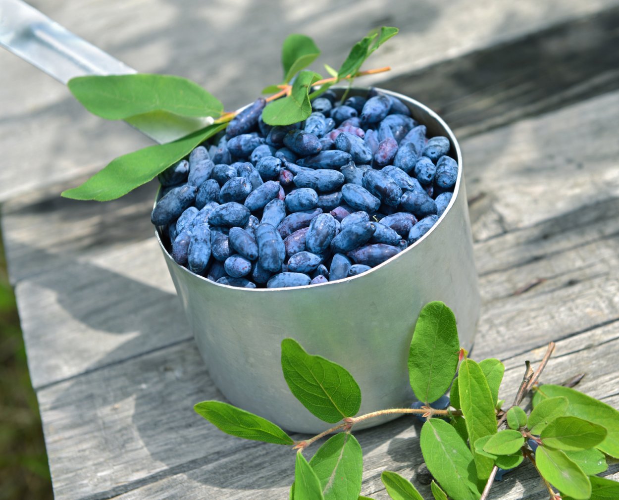 Лесные ягоды голубика