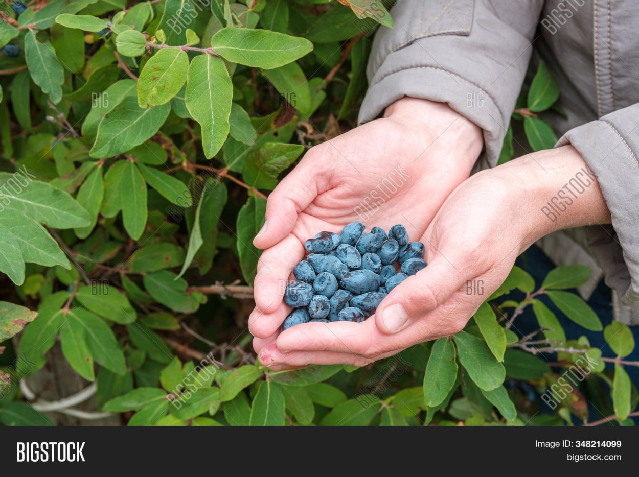 Черника миртолистная