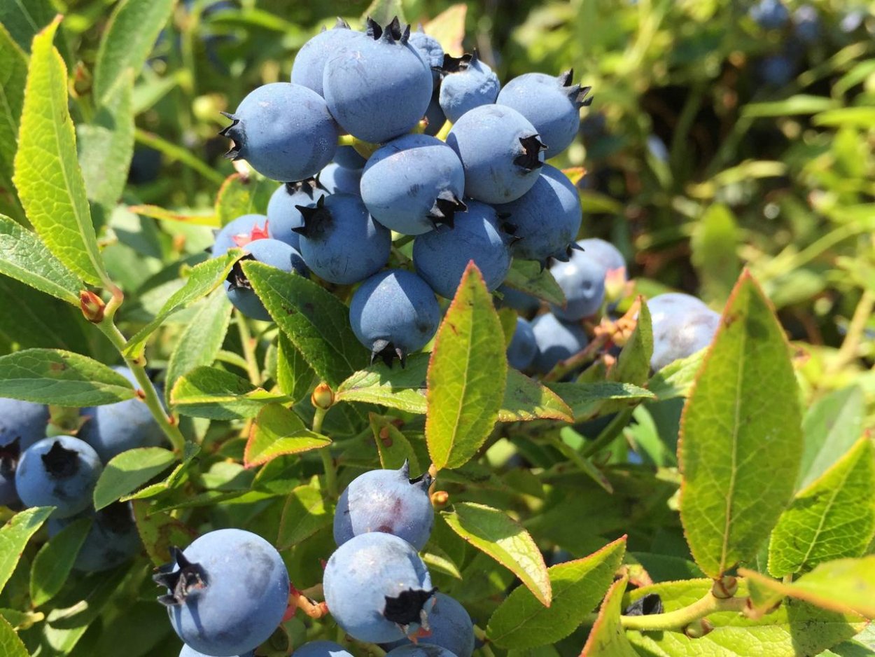Синяя черника
