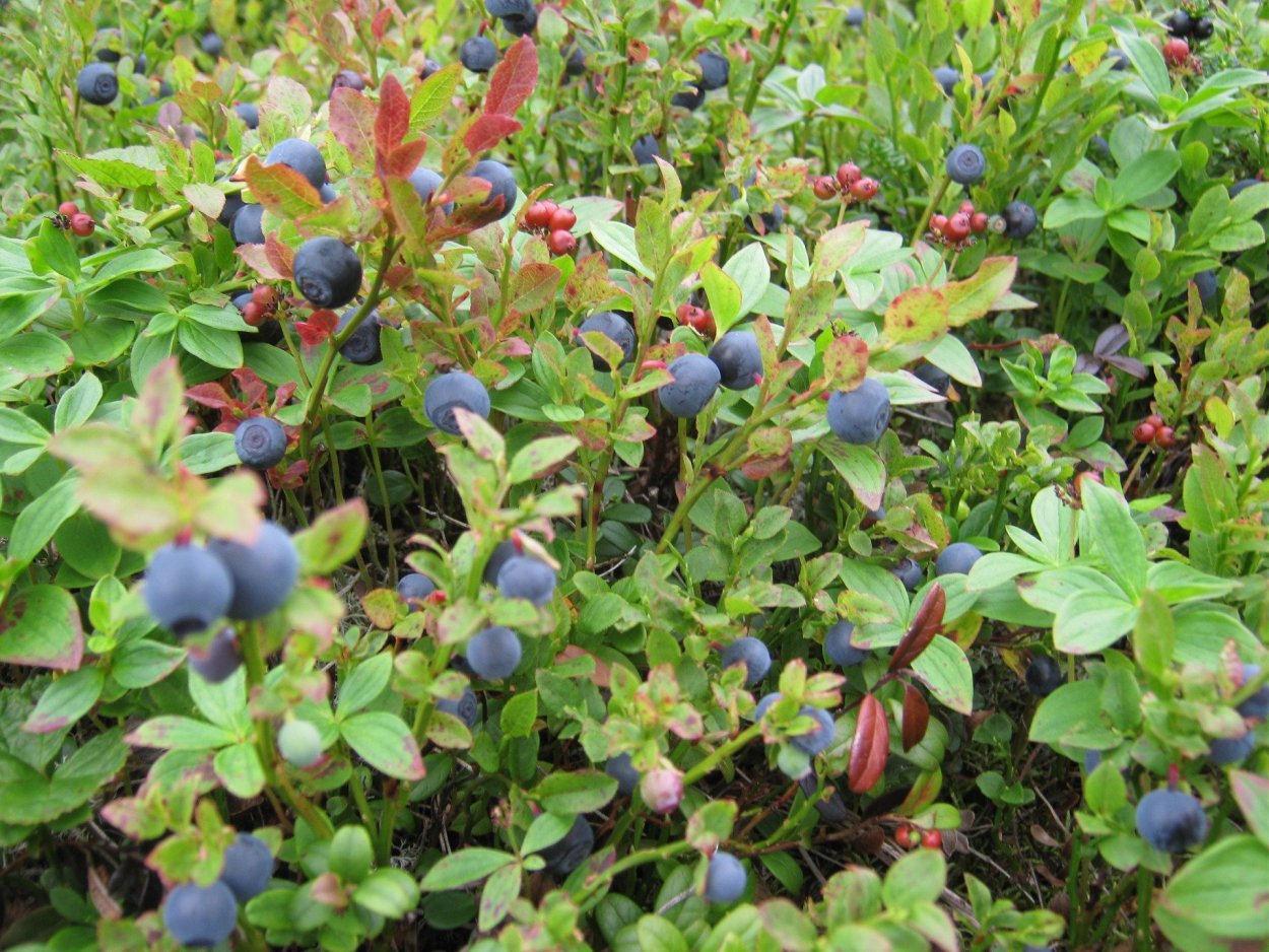 Голубика карельская