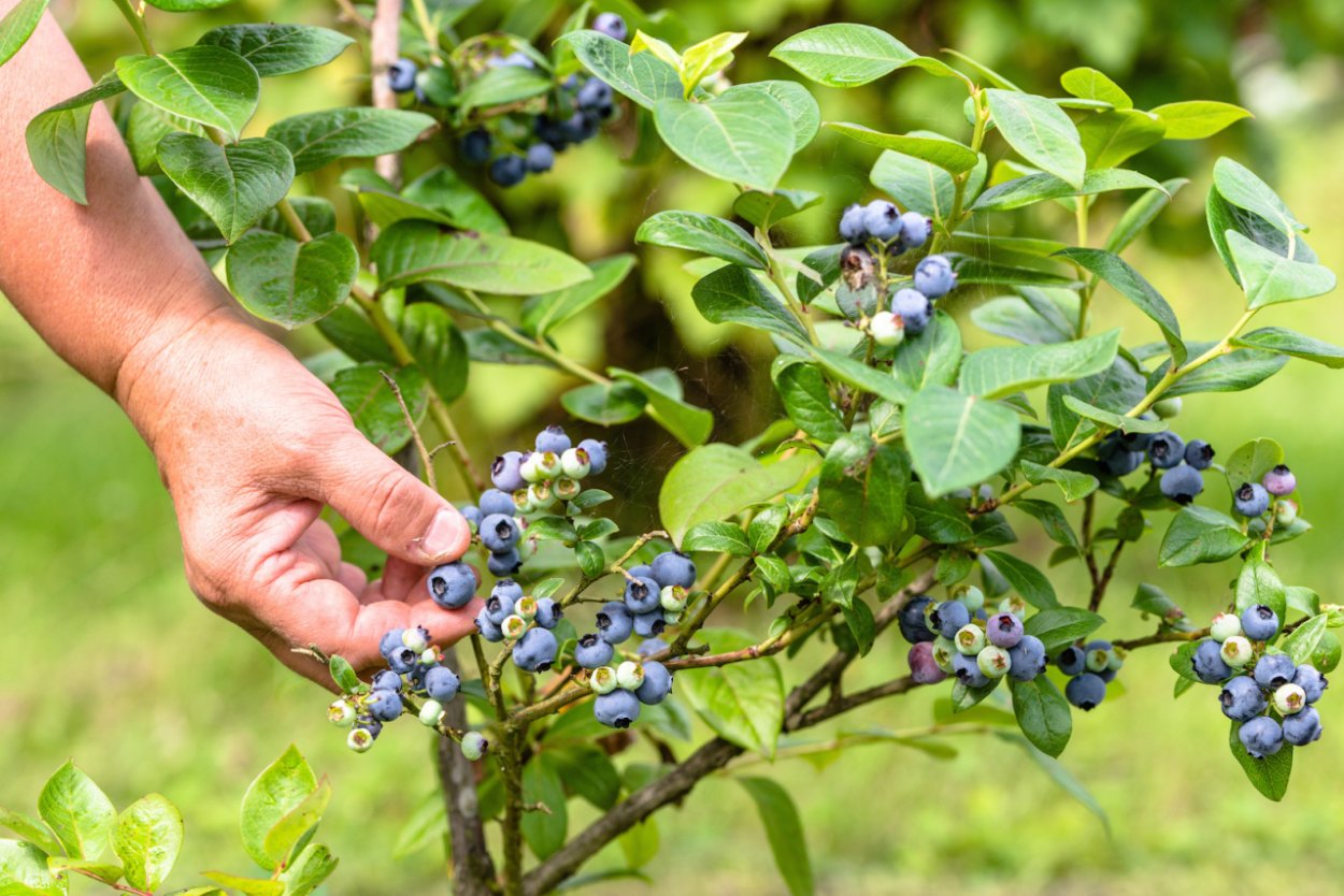 Жимолость голубика сходство