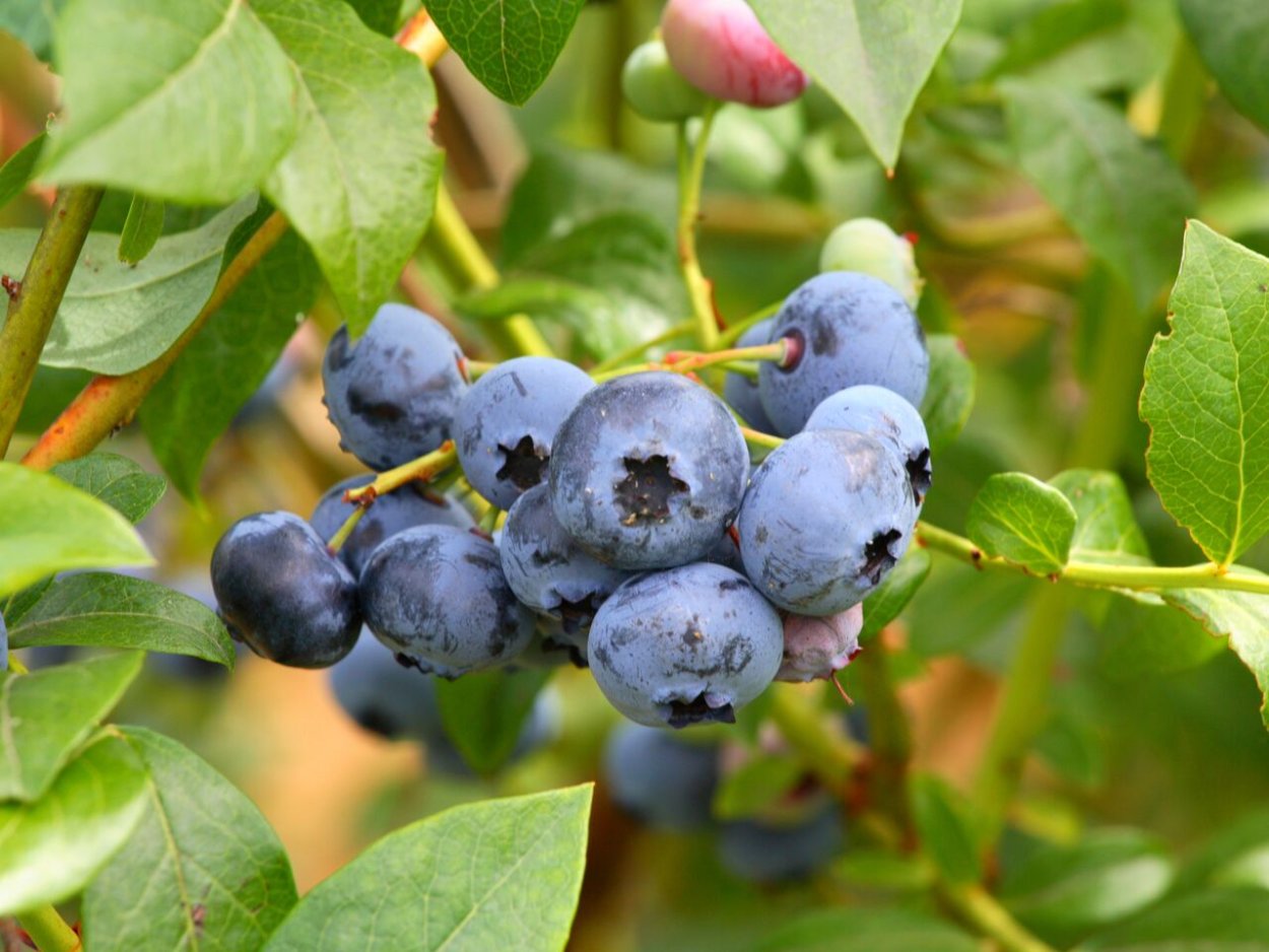 Жимолость голубика черника