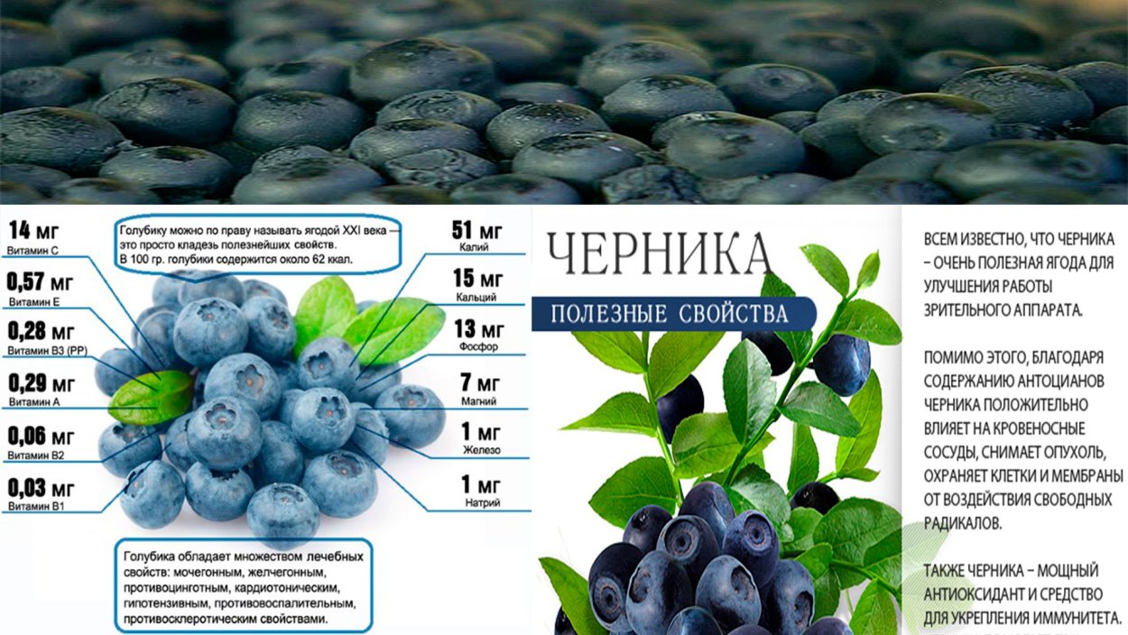 Черника и голубика