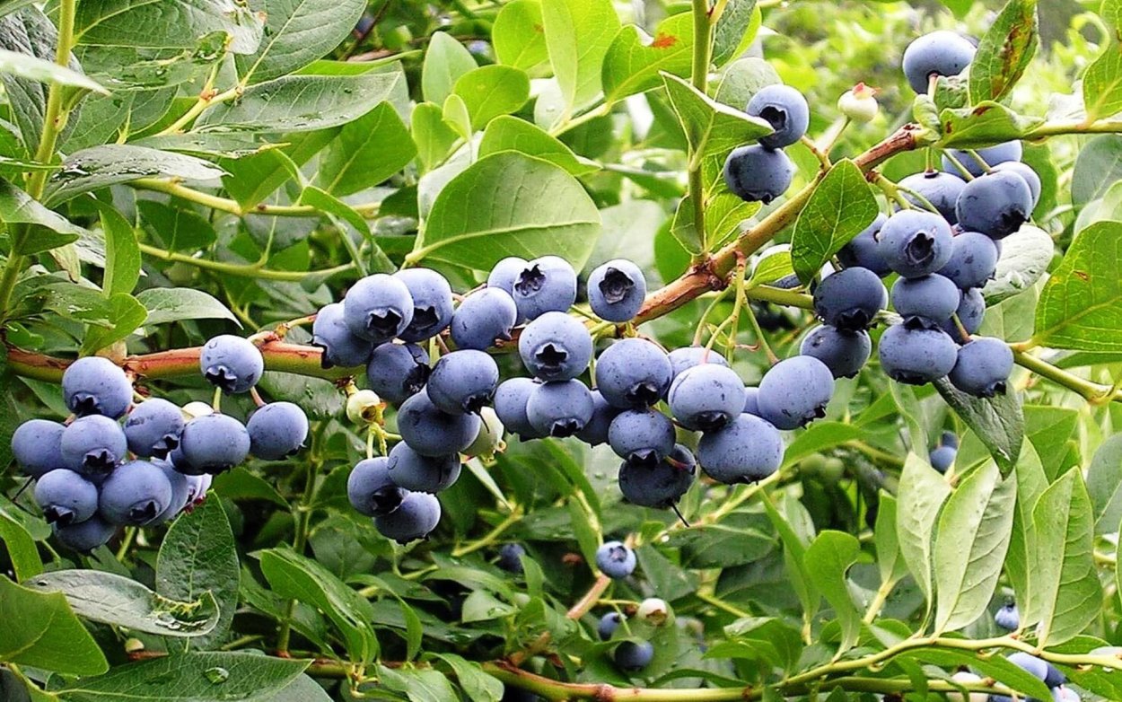 Жимолость Лесная черные ягоды