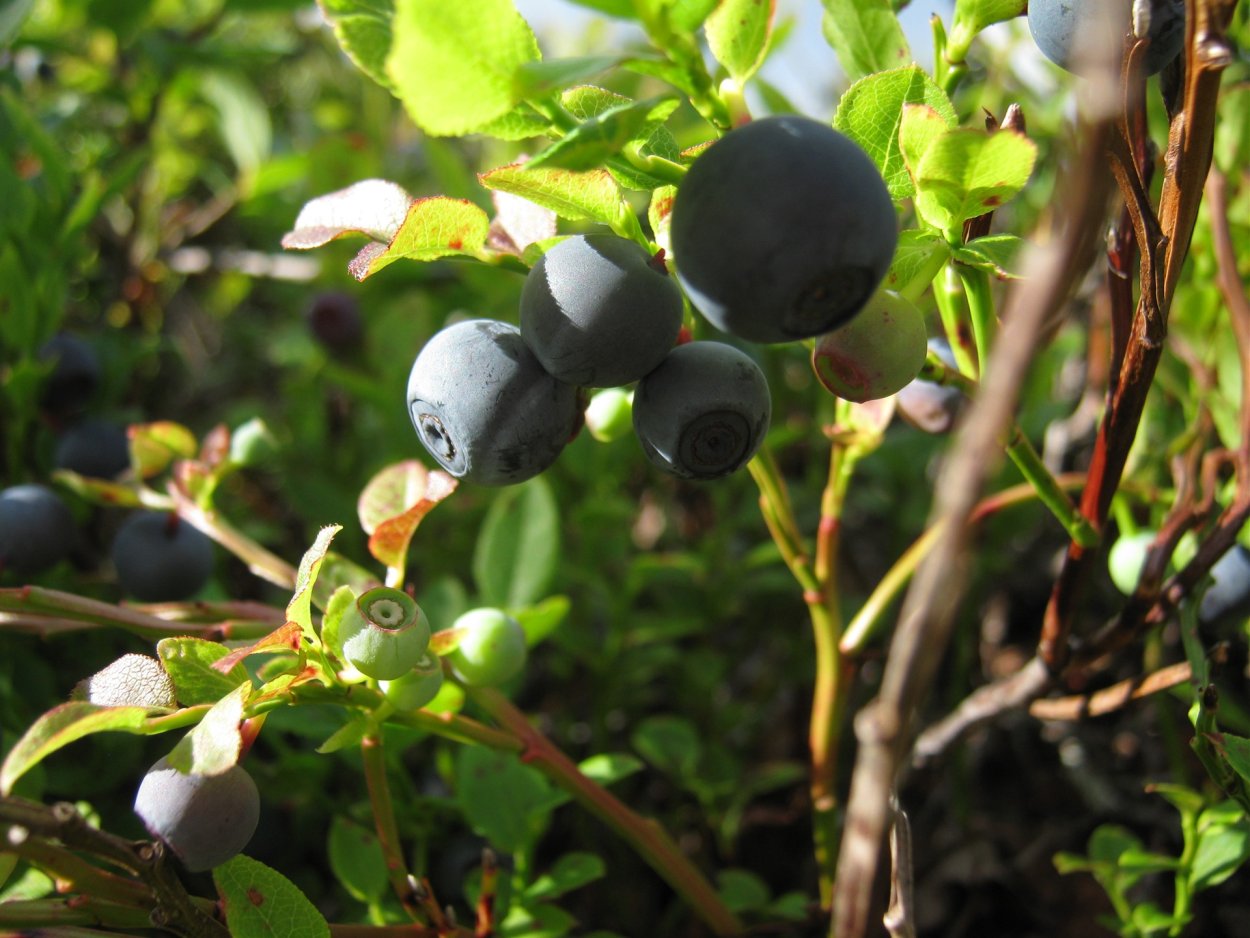 Синие ядовитые ягоды