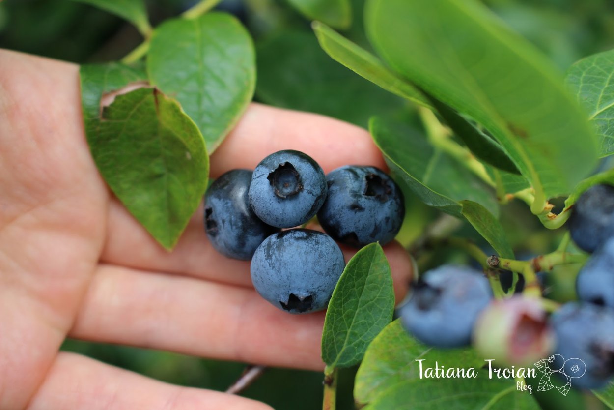 Жимолость; голубика; асаи