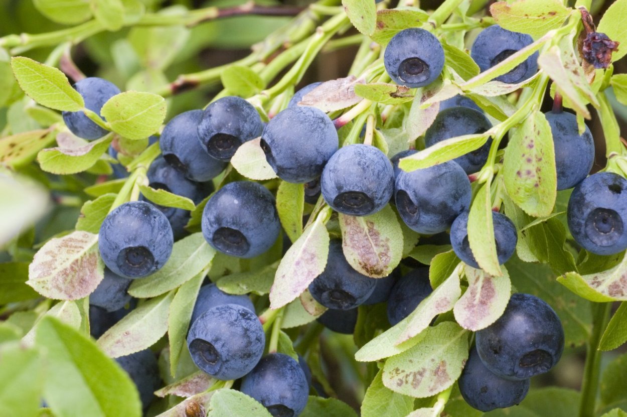 Agrotkanina Blueberry