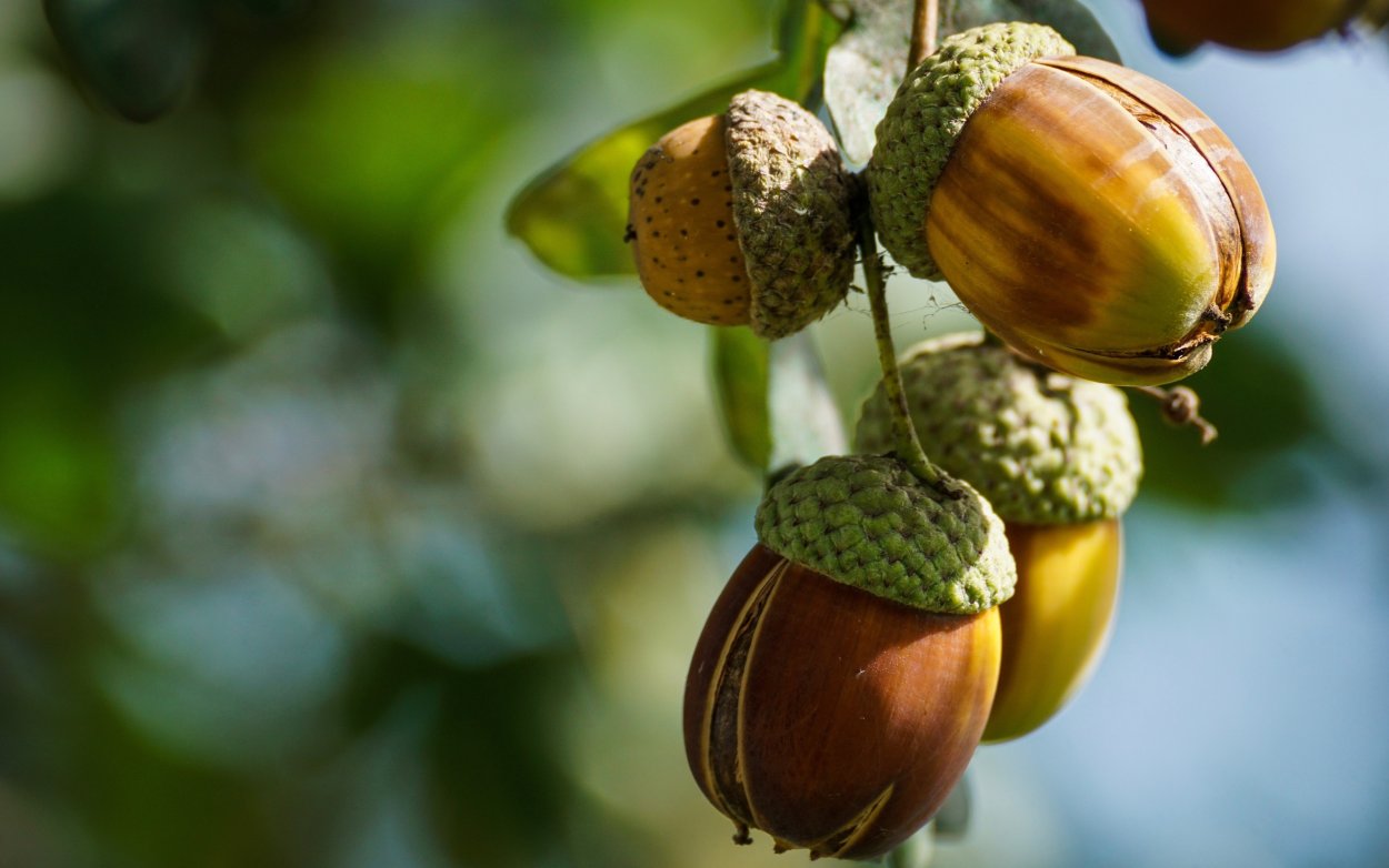 Растения с плодом ягода