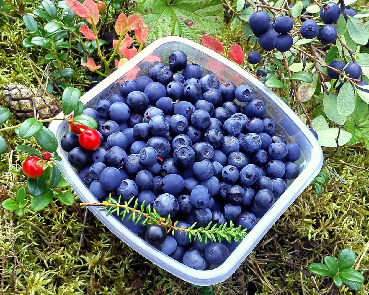 Ожерелье Blueberries