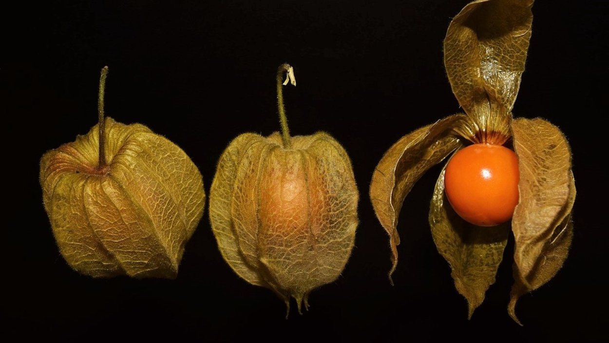 Гигантская гималайская Лилия семенные коробочки