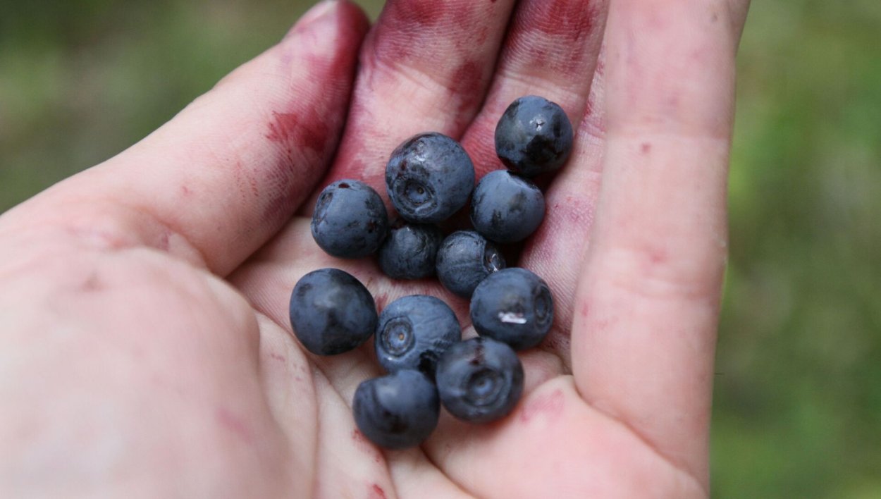 Голубика в Карелии