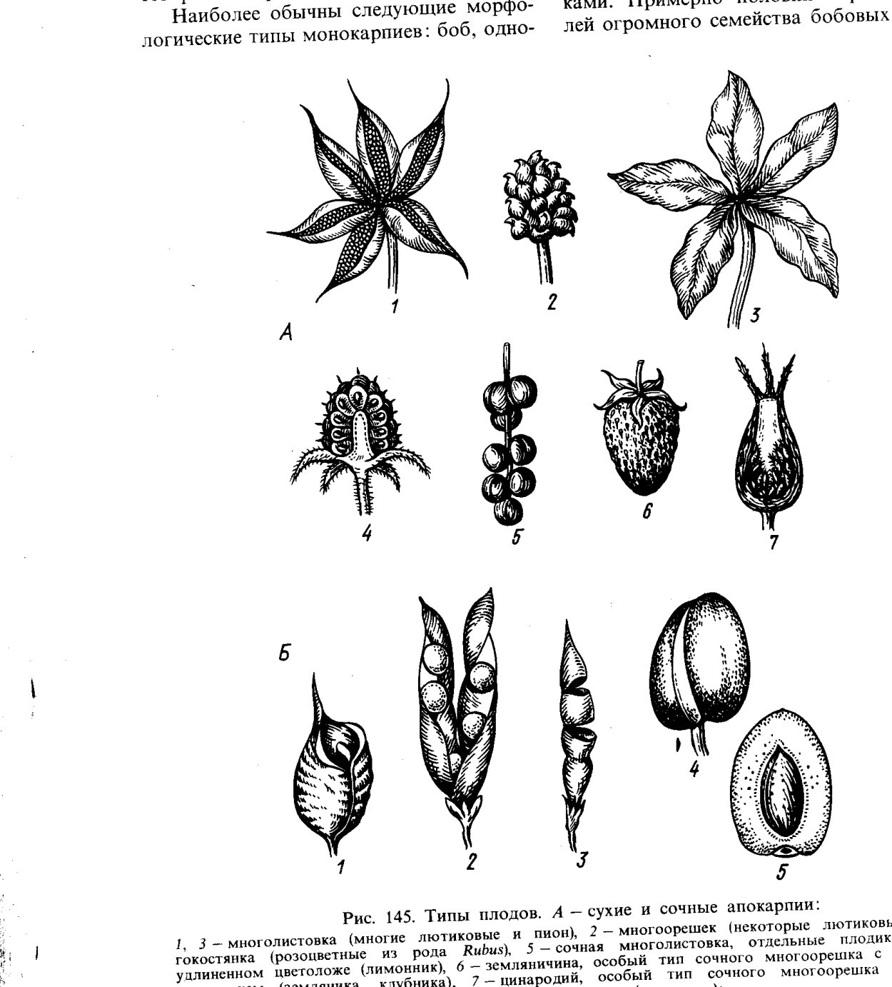 Каштан конский плоды