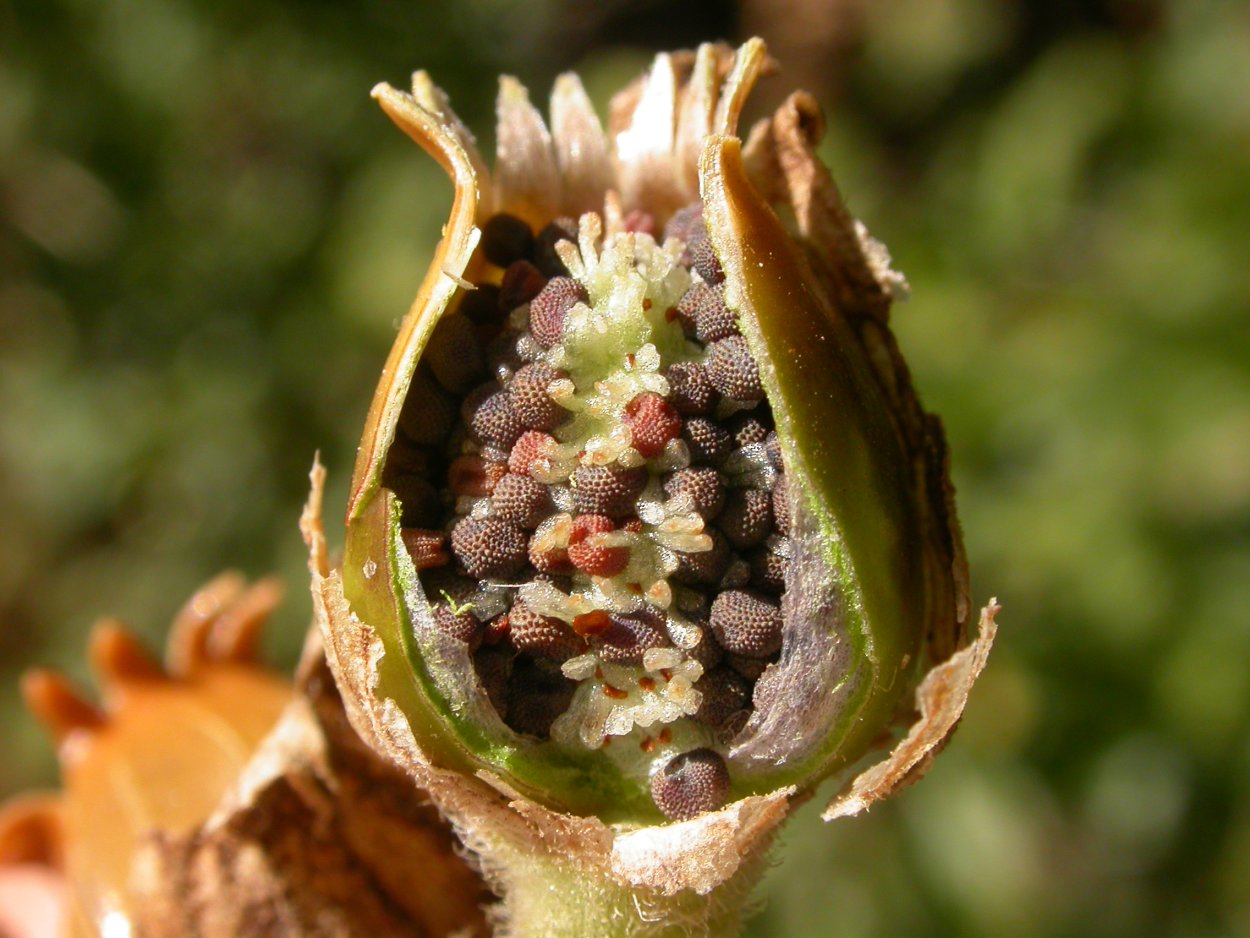 Плоды ботаника