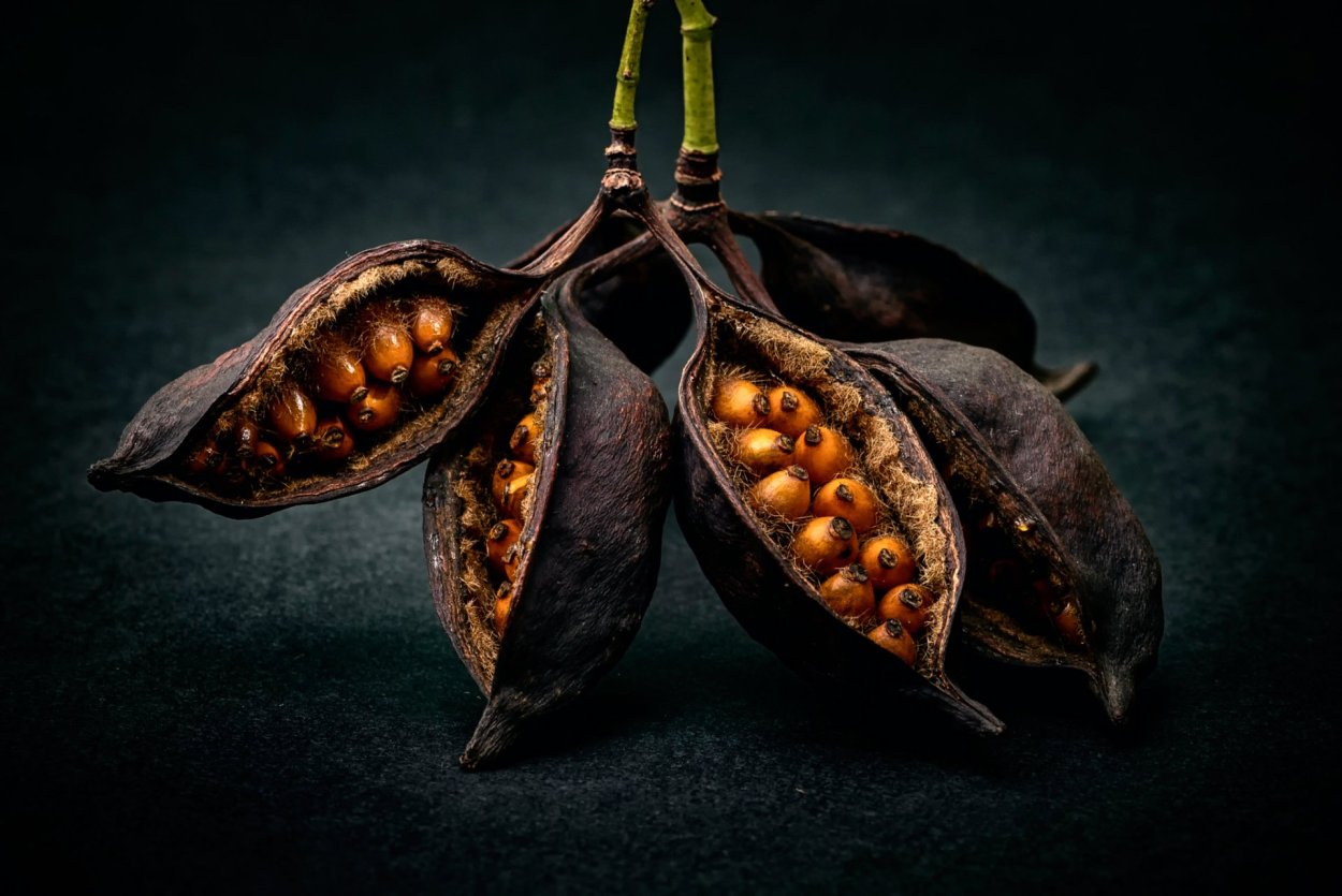 Плод орех рисунок