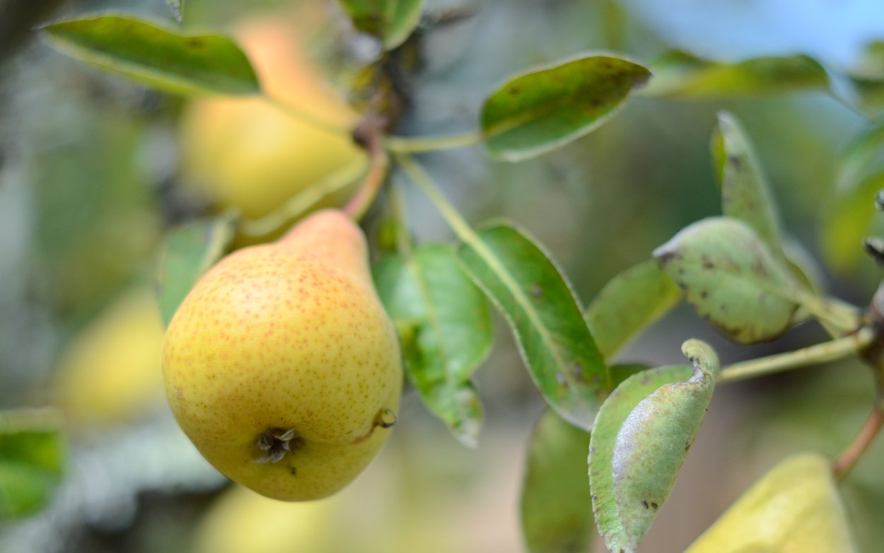 Классификация плодов соплодие